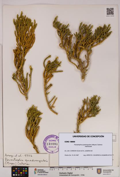 Parastrephia quadrangularis [Espécimen: UDEC:CONC:0139000]