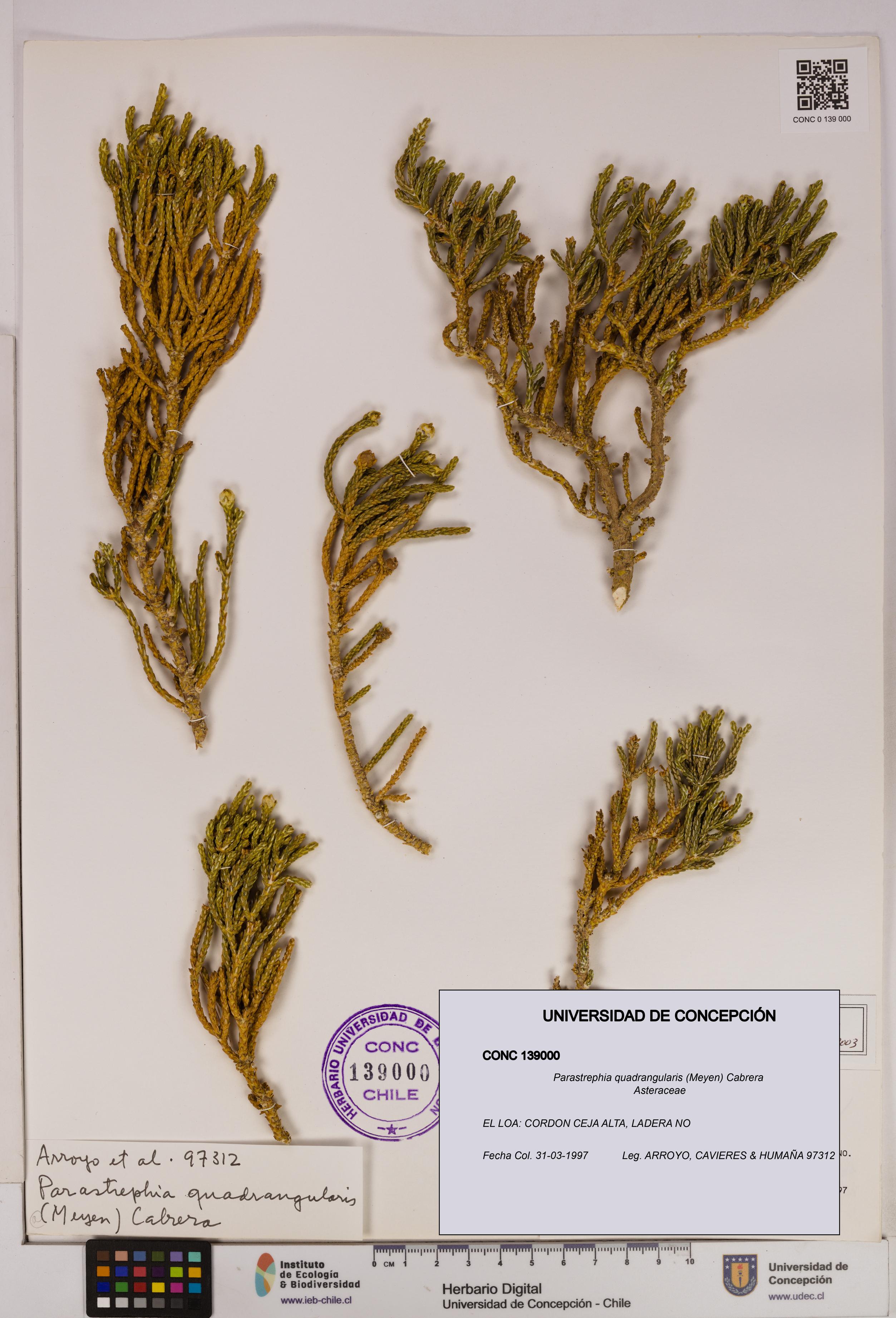 Parastrephia quadrangularis [Espécimen: UDEC:CONC:0139000]