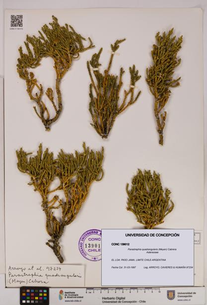 Parastrephia quadrangularis [Espécimen: UDEC:CONC:0139012]