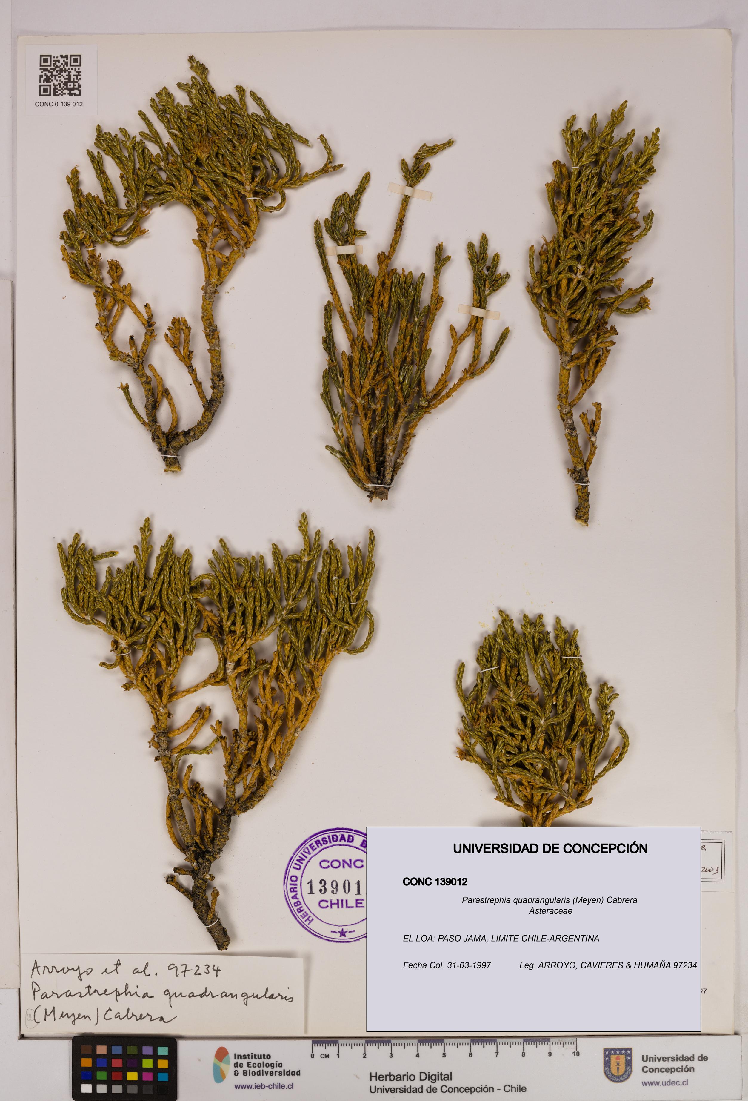 Parastrephia quadrangularis [Espécimen: UDEC:CONC:0139012]