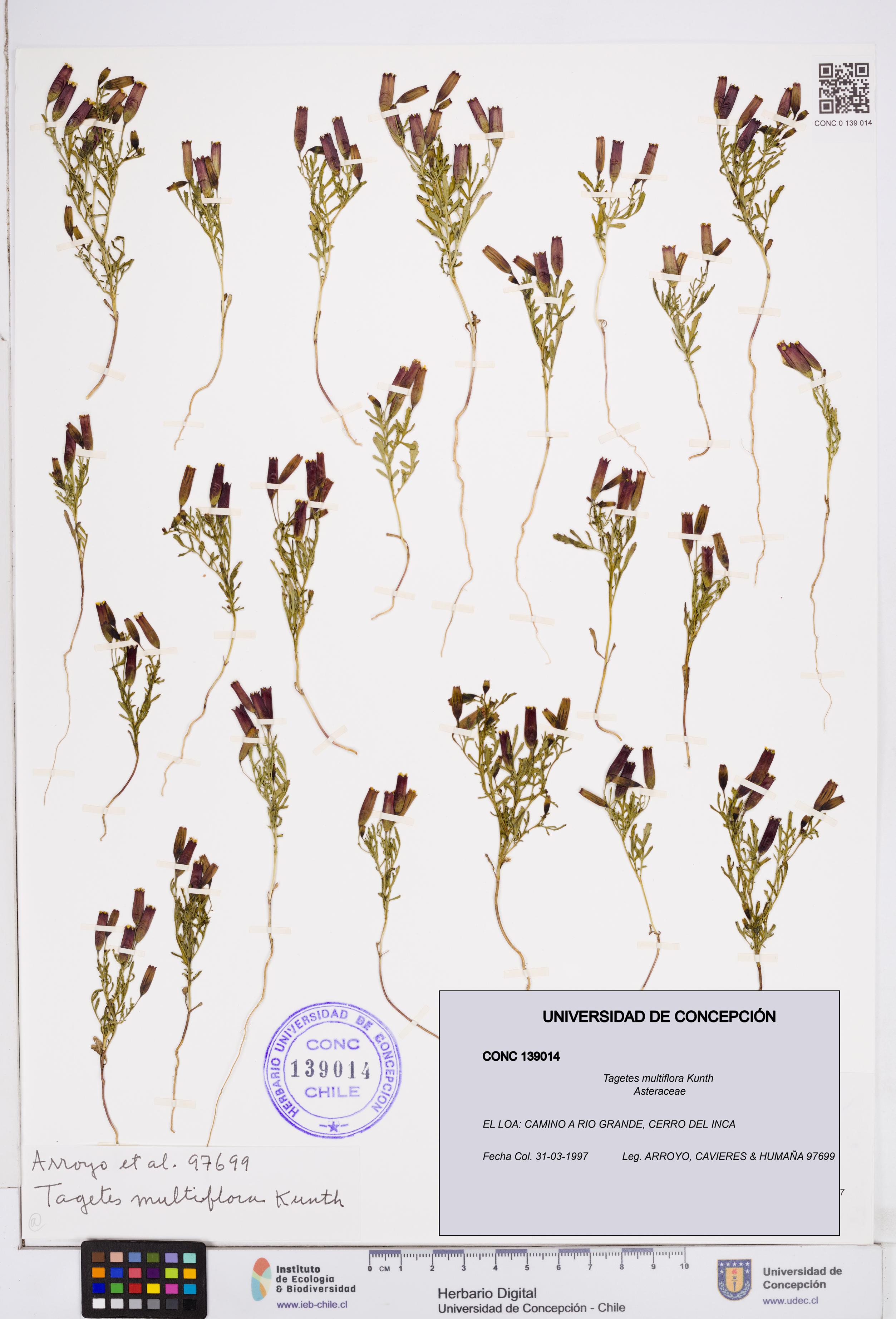 Tagetes multiflora [Espécimen: ]