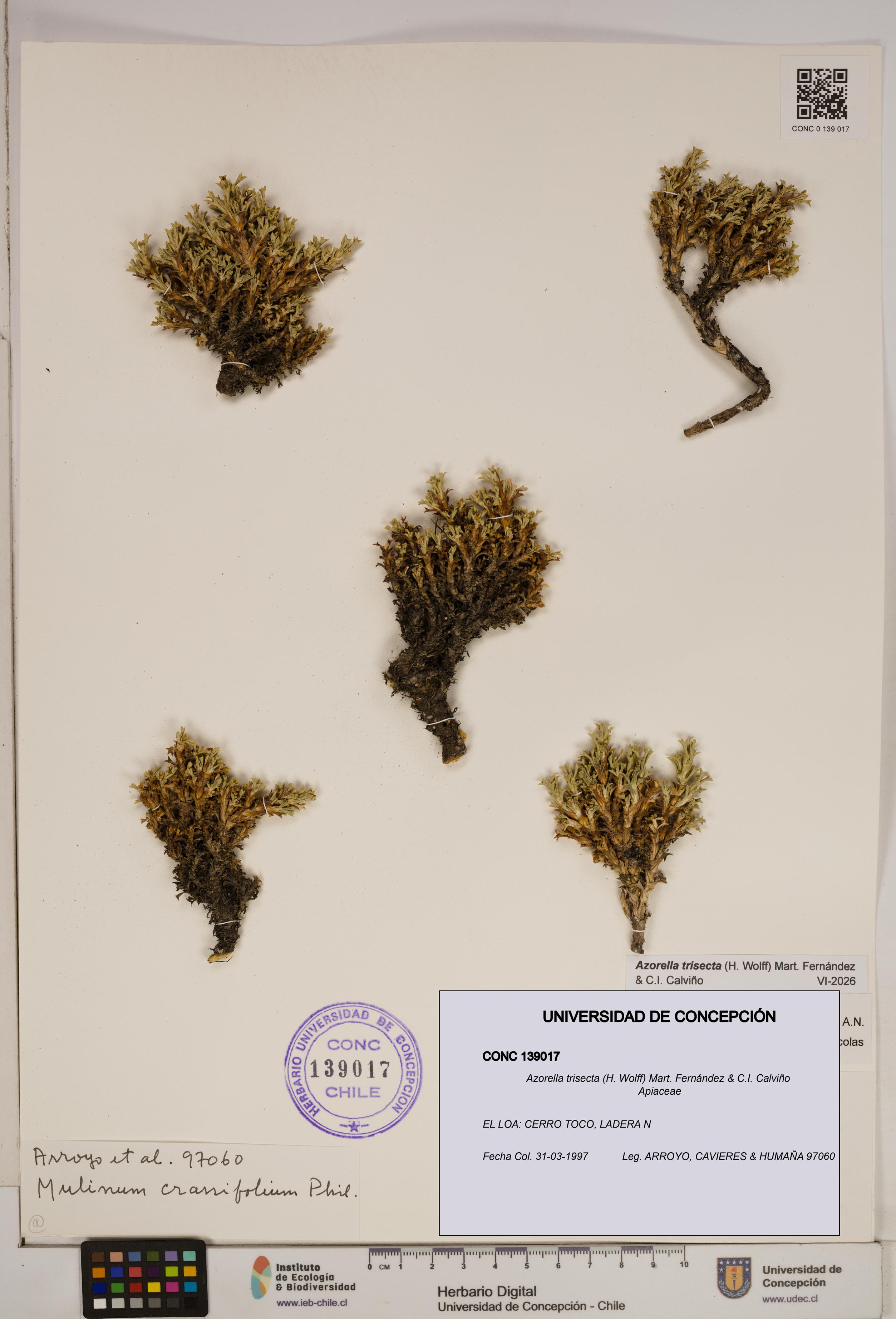 Azorella trisecta [Espécimen: ]