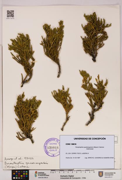 Parastrephia quadrangularis [Espécimen: UDEC:CONC:0139018]