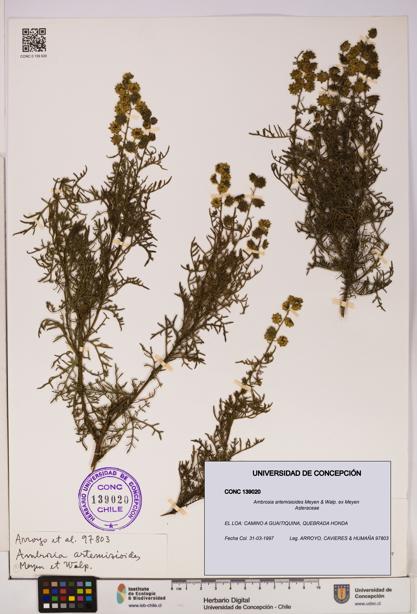 Ambrosia artemisioides [Espécimen: UDEC:CONC:0139020]