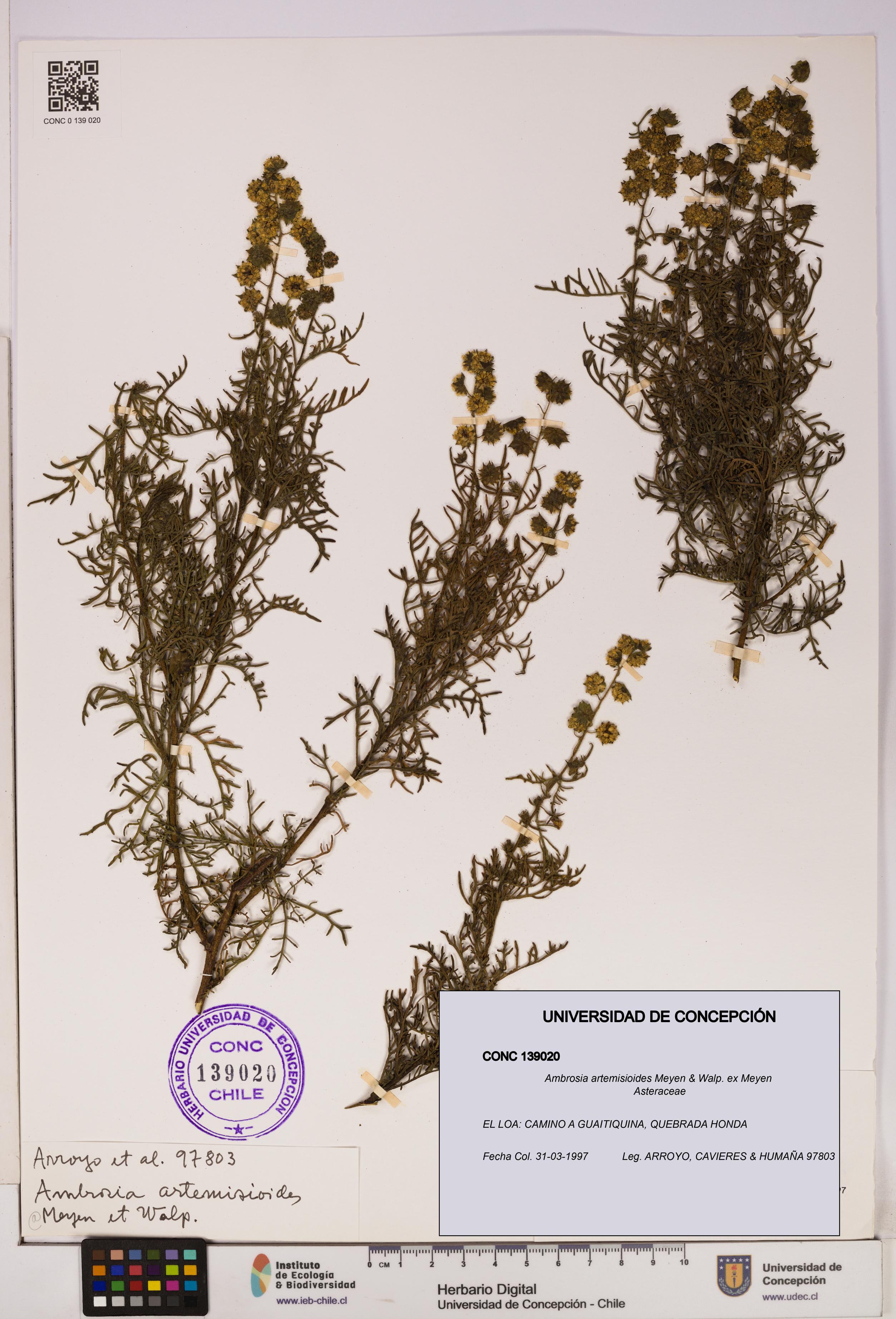 Ambrosia artemisioides [Espécimen: UDEC:CONC:0139020]