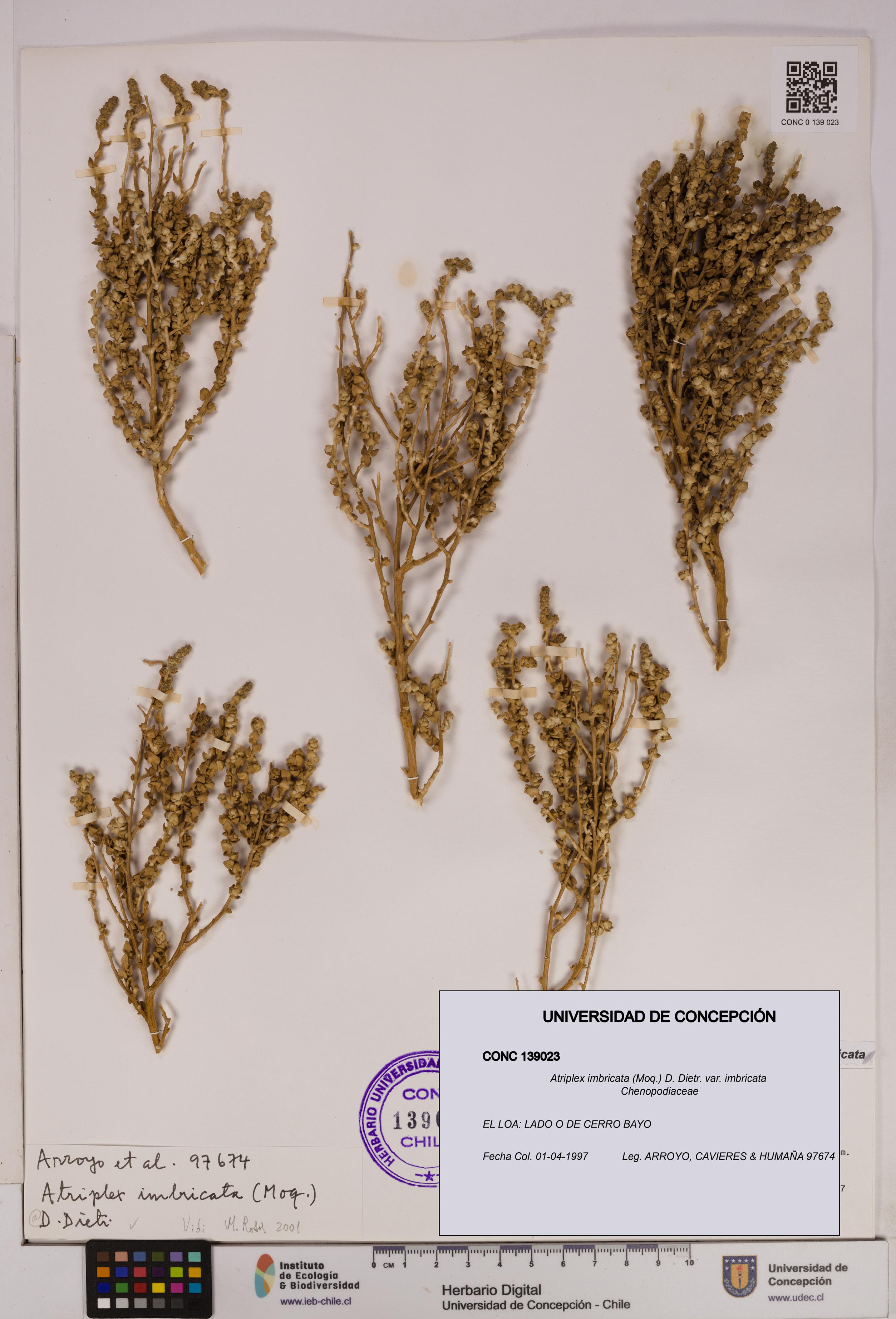 Atriplex imbricata [Espécimen: UDEC:CONC:0139023]