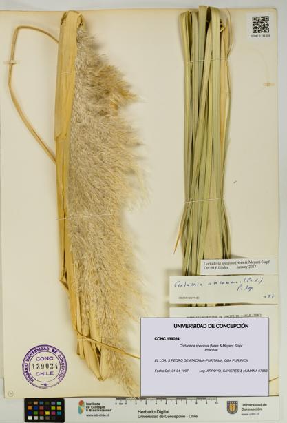 Cortaderia speciosa [Espécimen: UDEC:CONC:0139024]