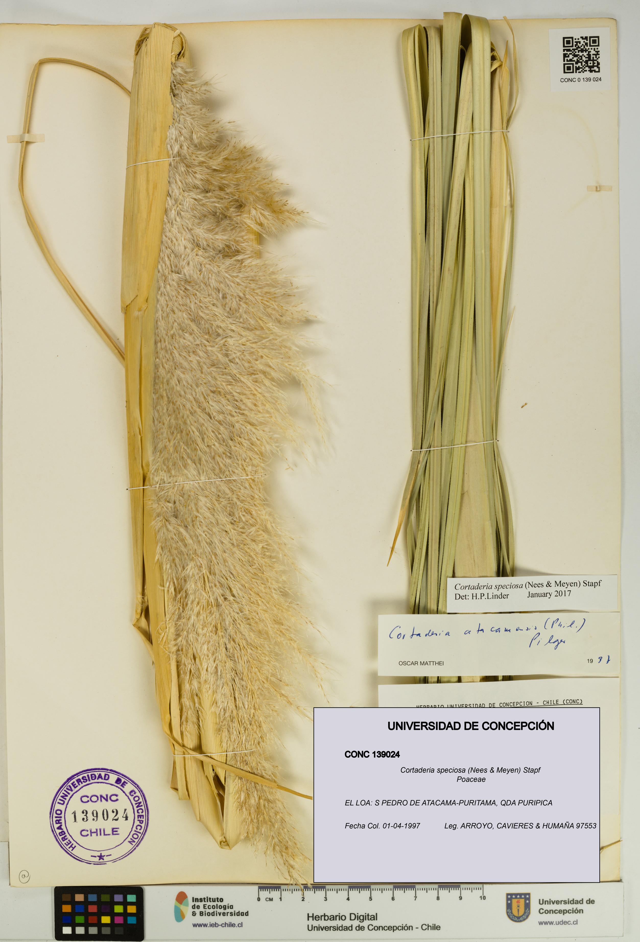 Cortaderia speciosa [Espécimen: UDEC:CONC:0139024]