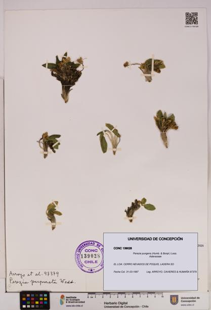 Perezia pungens [Espécimen: UDEC:CONC:0139028]