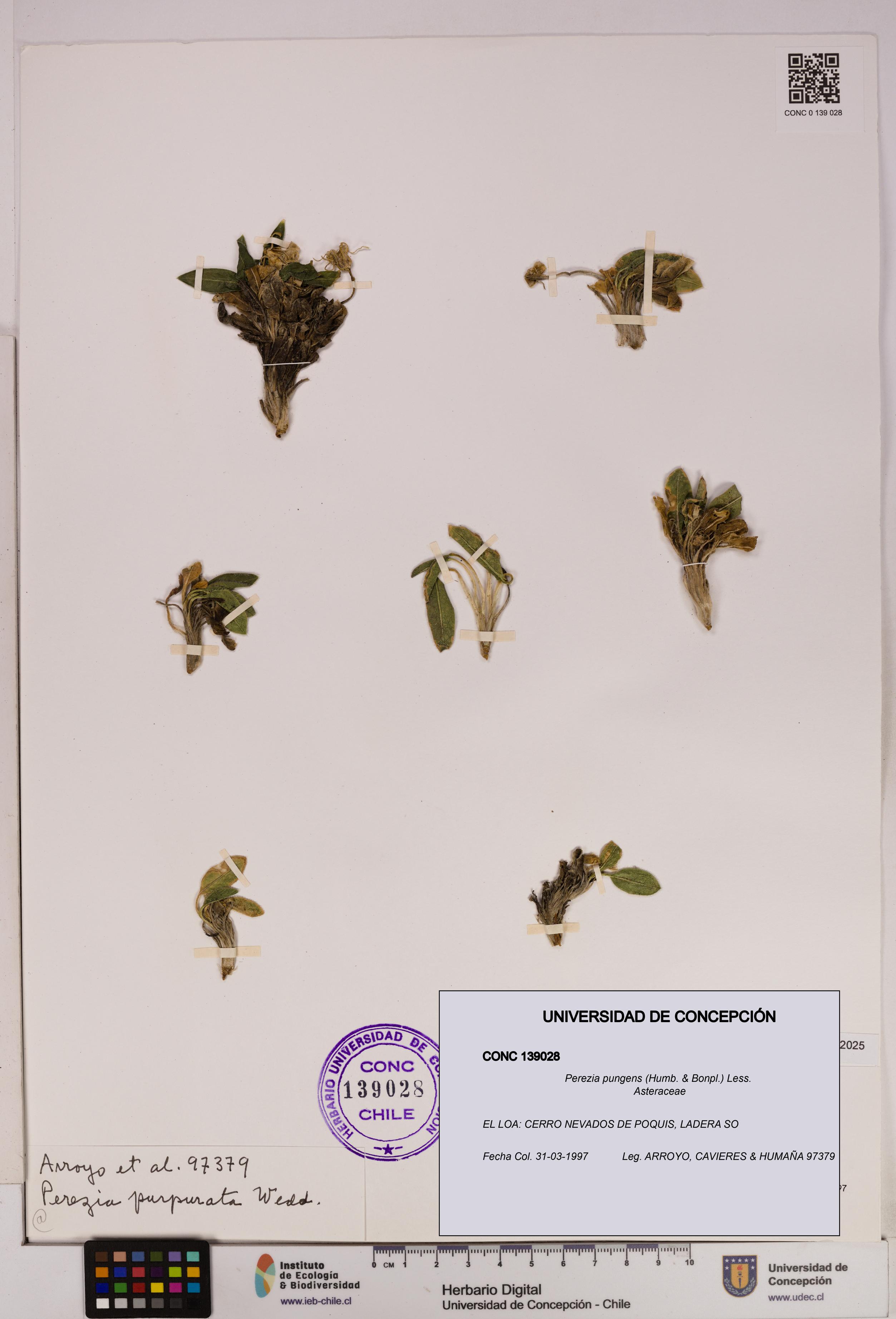 Perezia pungens [Espécimen: UDEC:CONC:0139028]
