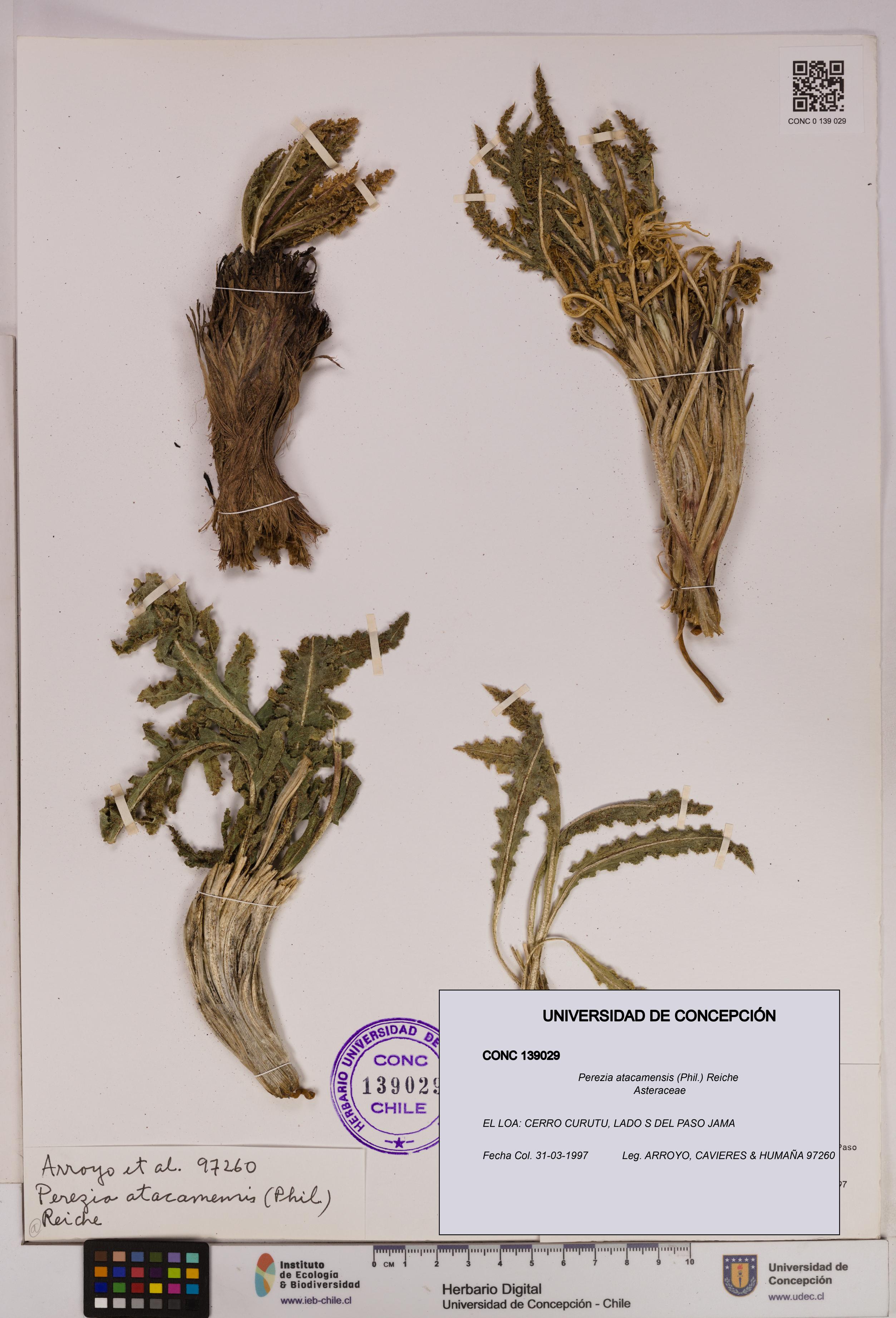 Perezia atacamensis [Espécimen: UDEC:CONC:0139029]
