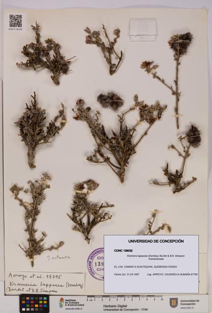 Krameria lappacea [Espécimen: UDEC:CONC:0139032]