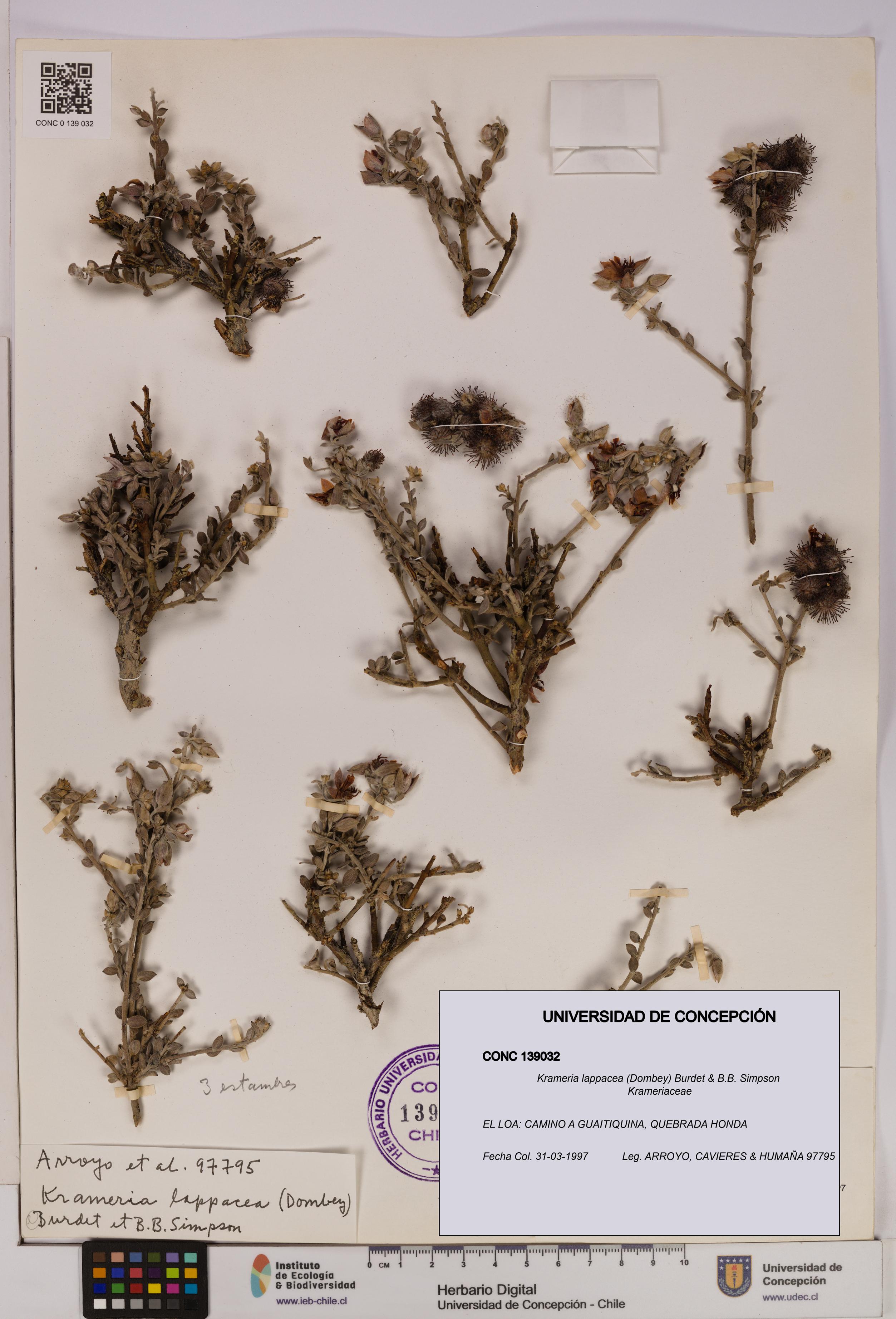 Krameria lappacea [Espécimen: UDEC:CONC:0139032]