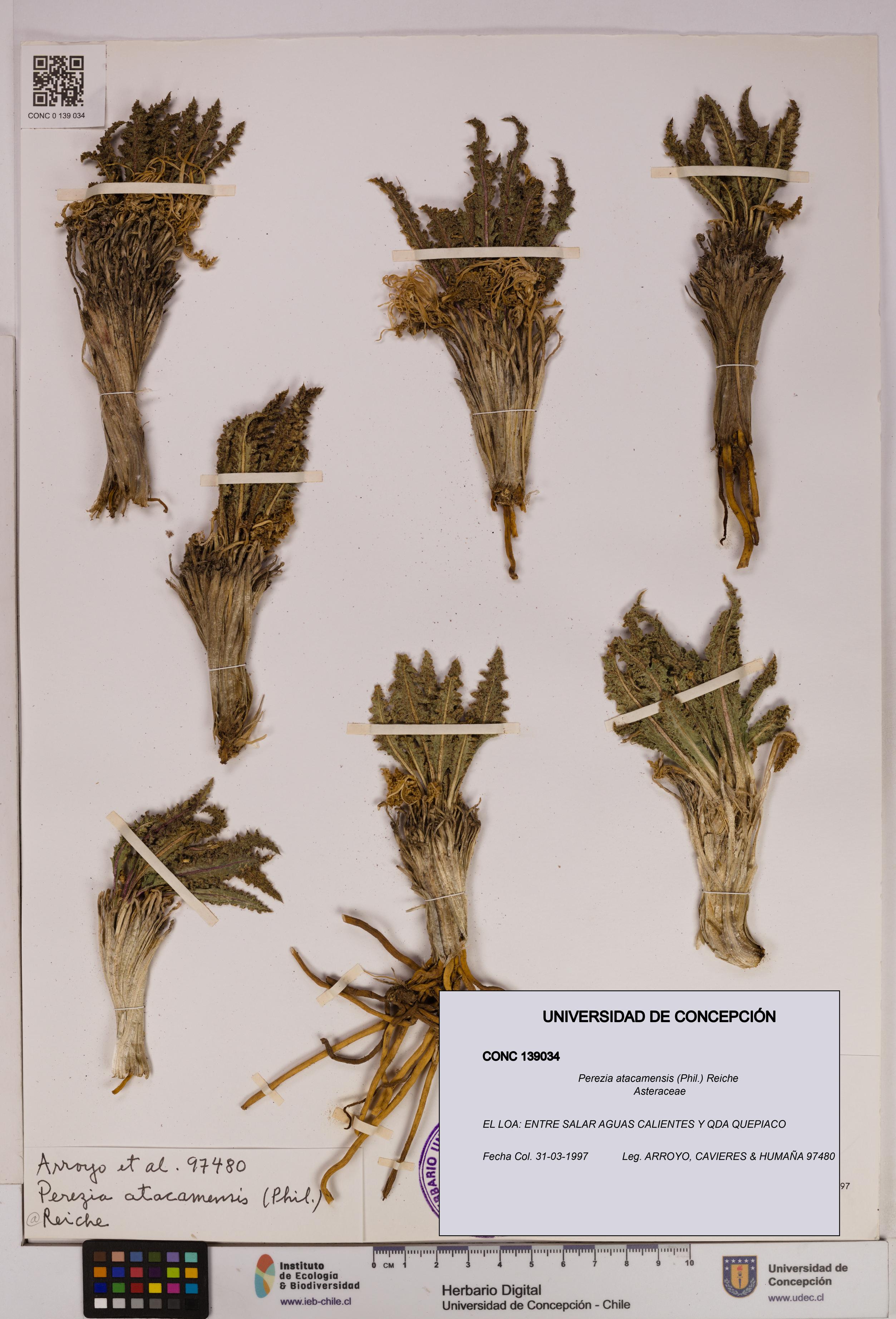 Perezia atacamensis [Espécimen: UDEC:CONC:0139034]