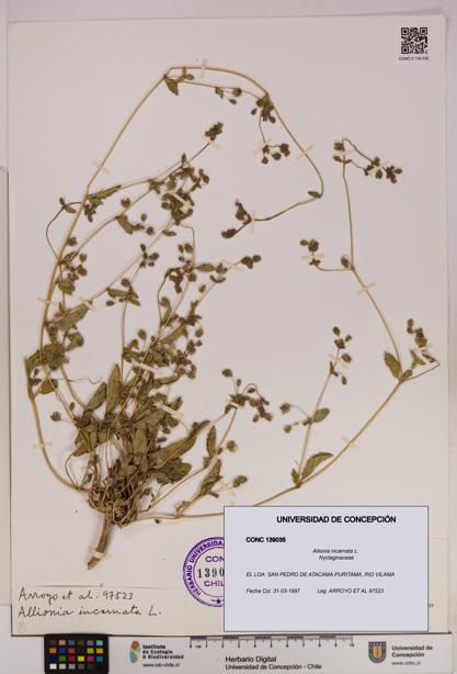 Allionia incarnata [Espécimen: UDEC:CONC:0139035]