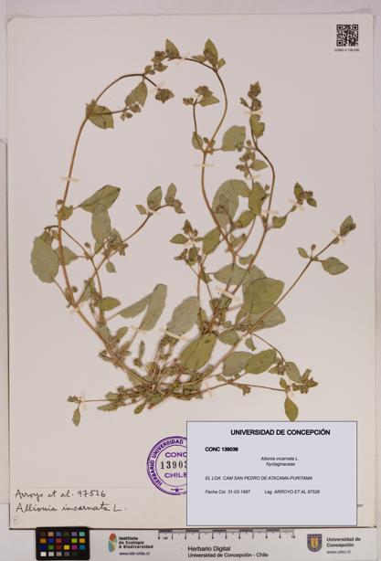 Allionia incarnata [Espécimen: UDEC:CONC:0139036]