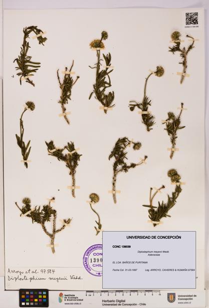 Diplostephium meyenii [Espécimen: UDEC:CONC:0139039]
