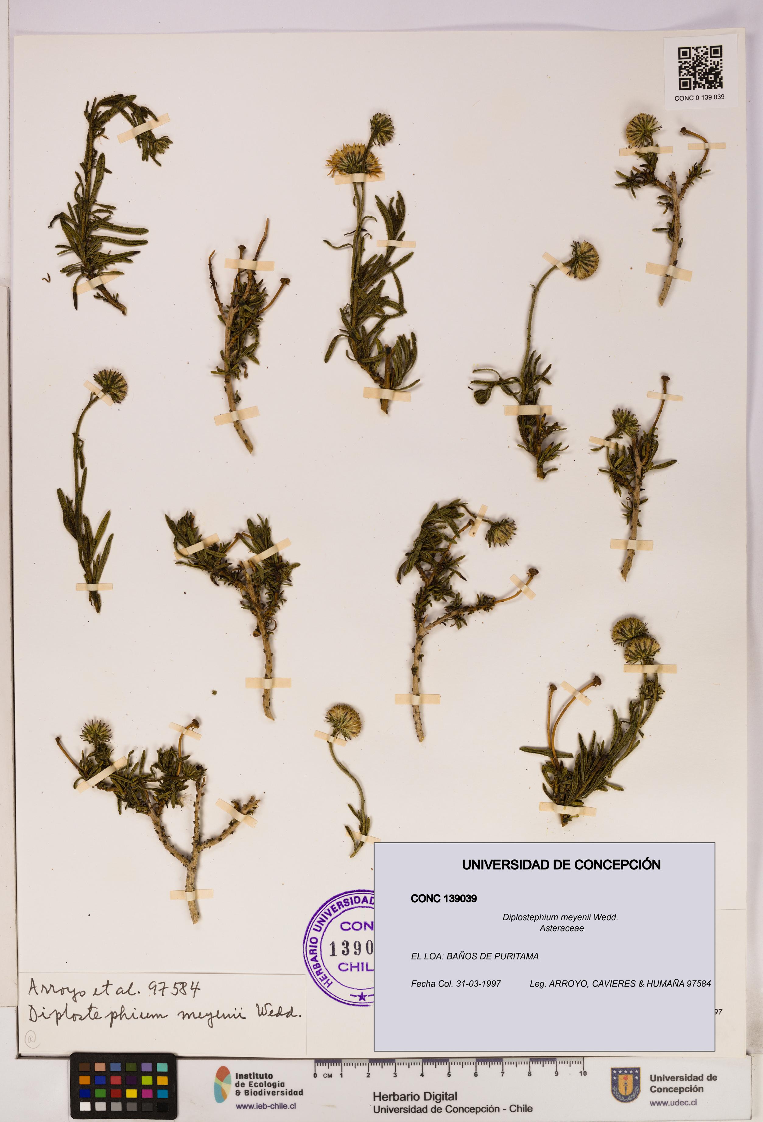 Diplostephium meyenii [Espécimen: UDEC:CONC:0139039]