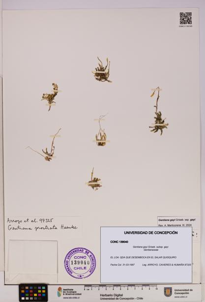 Gentiana gayi [Espécimen: UDEC:CONC:0139040]