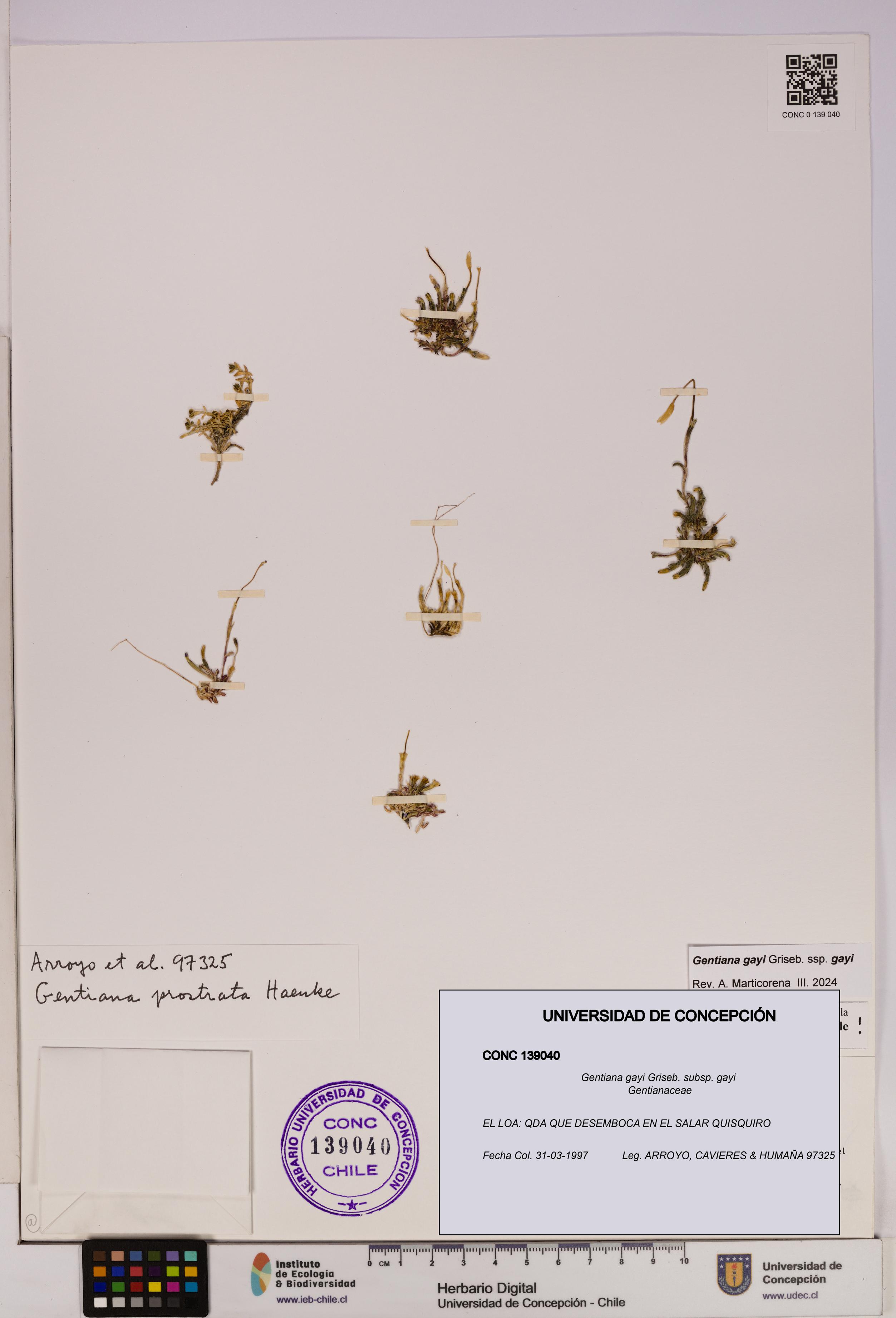 Gentiana gayi [Espécimen: UDEC:CONC:0139040]