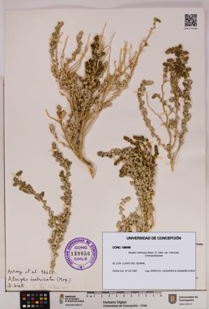 Atriplex imbricata [Espécimen: UDEC:CONC:0139056]