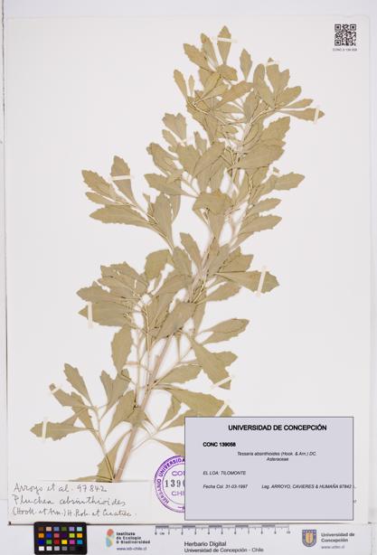 Tessaria absinthioides [Espécimen: ]