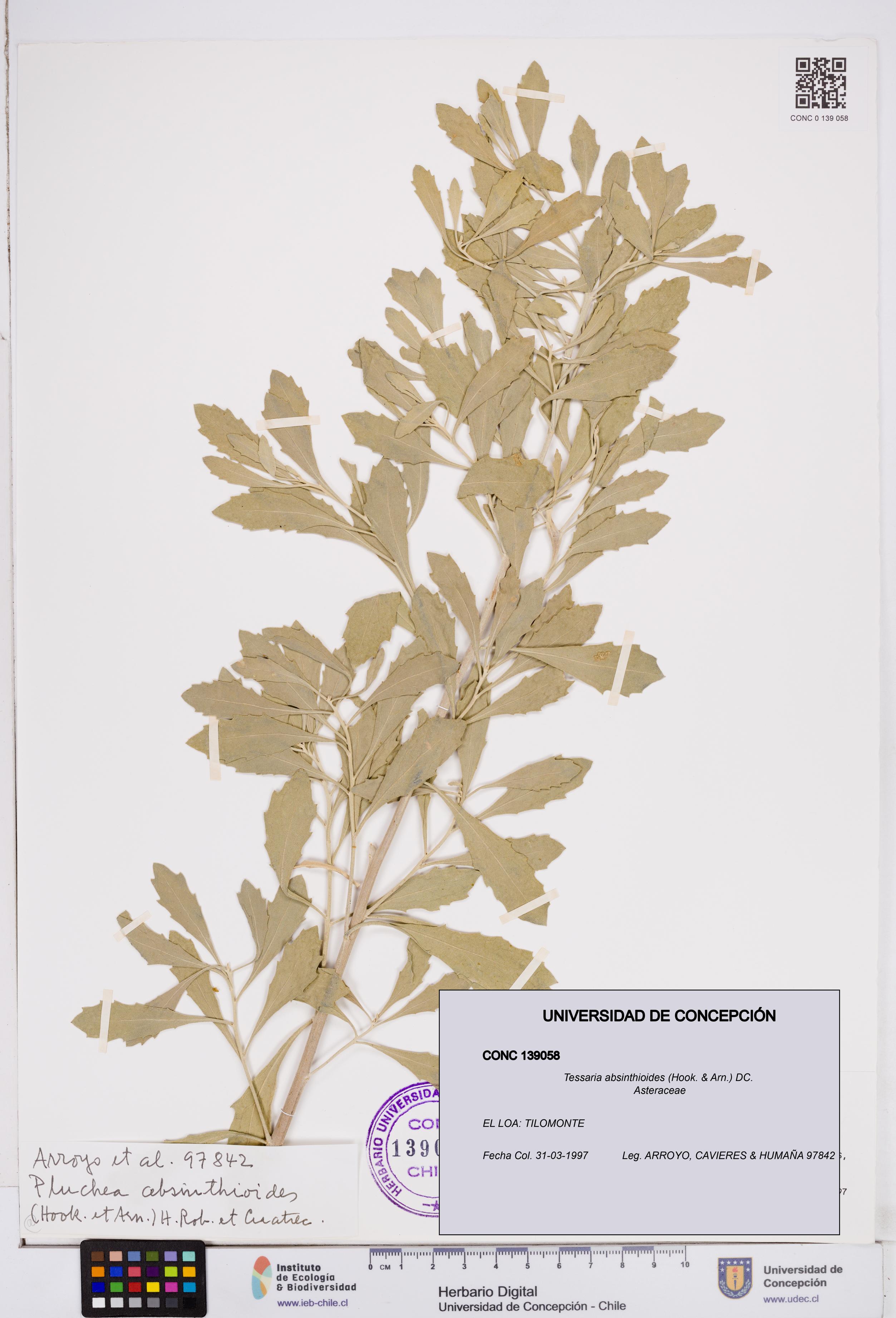 Tessaria absinthioides [Espécimen: ]