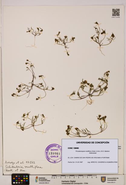Picradeniopsis multiflora [Espécimen: ]