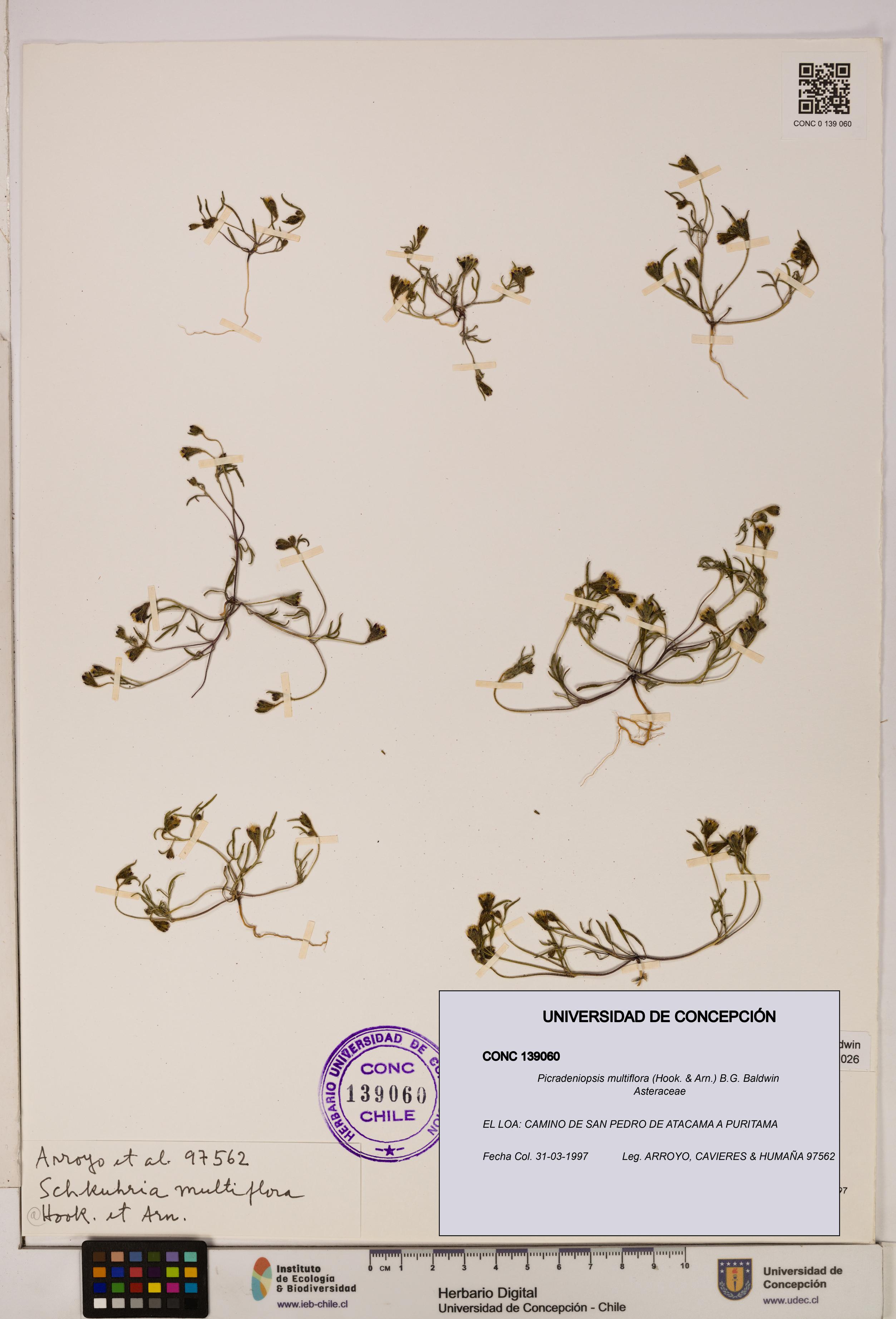 Picradeniopsis multiflora [Espécimen: ]