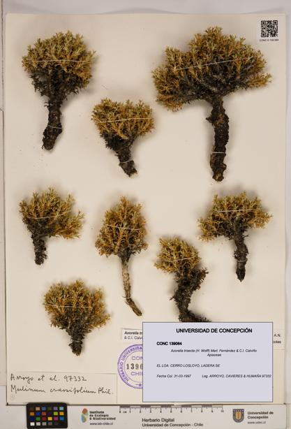 Azorella trisecta [Espécimen: ]