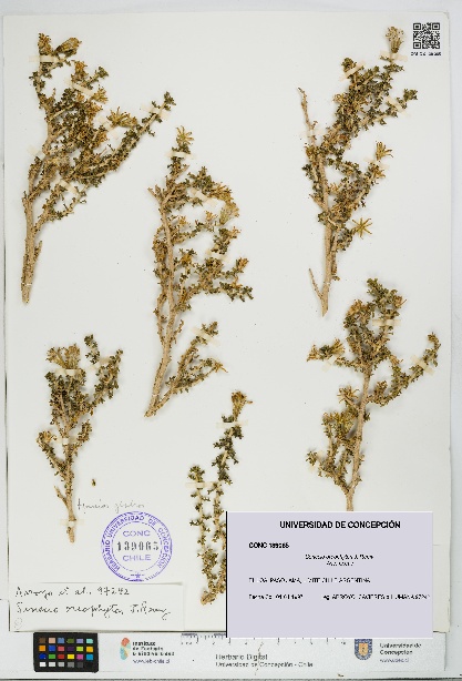 Senecio oreophyton [Espécimen: UDEC:CONC:0139065]