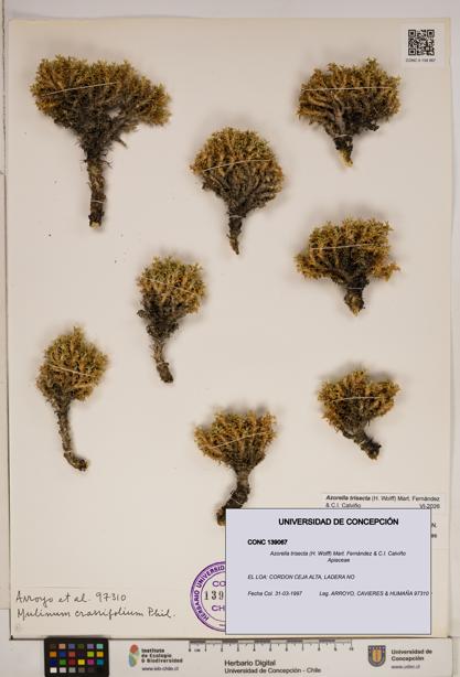 Azorella trisecta [Espécimen: ]
