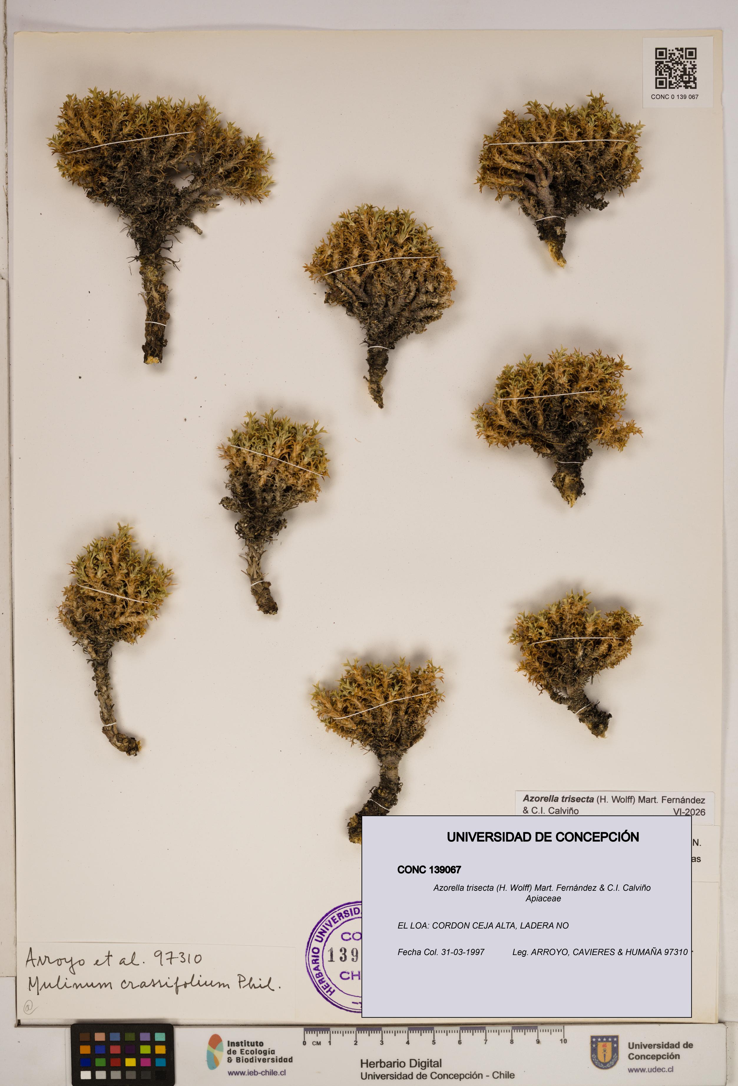 Azorella trisecta [Espécimen: ]