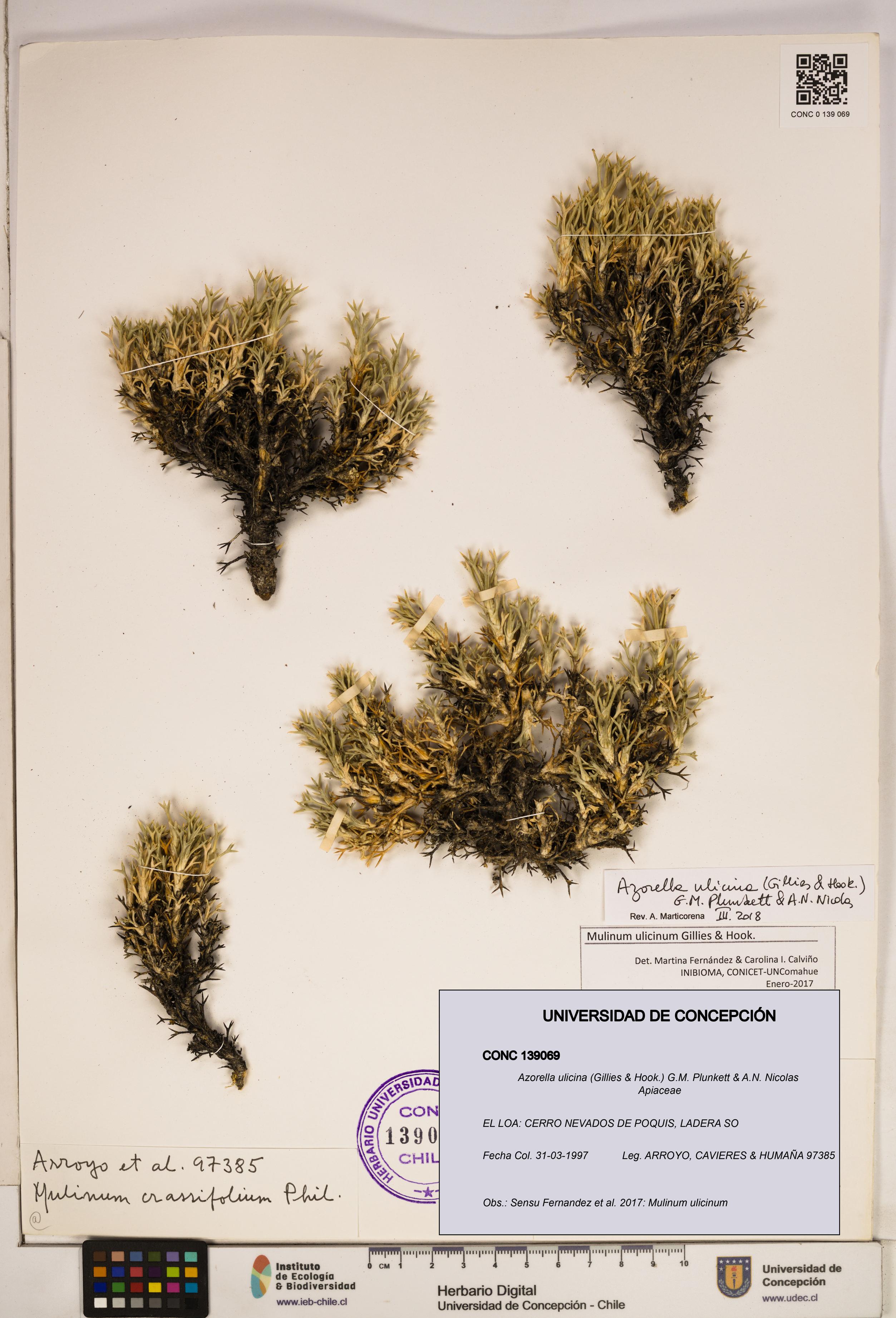 Azorella ulicina [Espécimen: ]