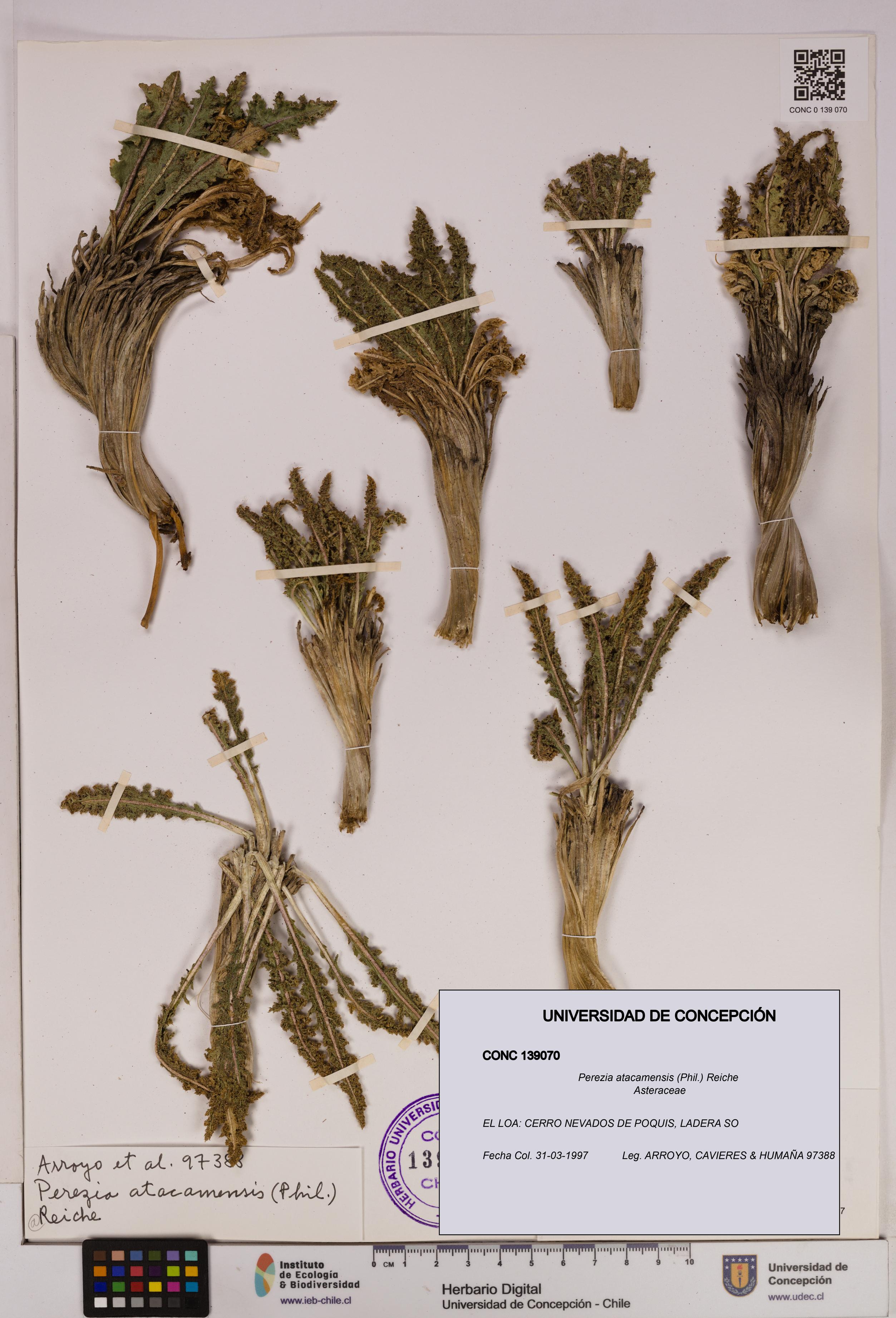Perezia atacamensis [Espécimen: UDEC:CONC:0139070]
