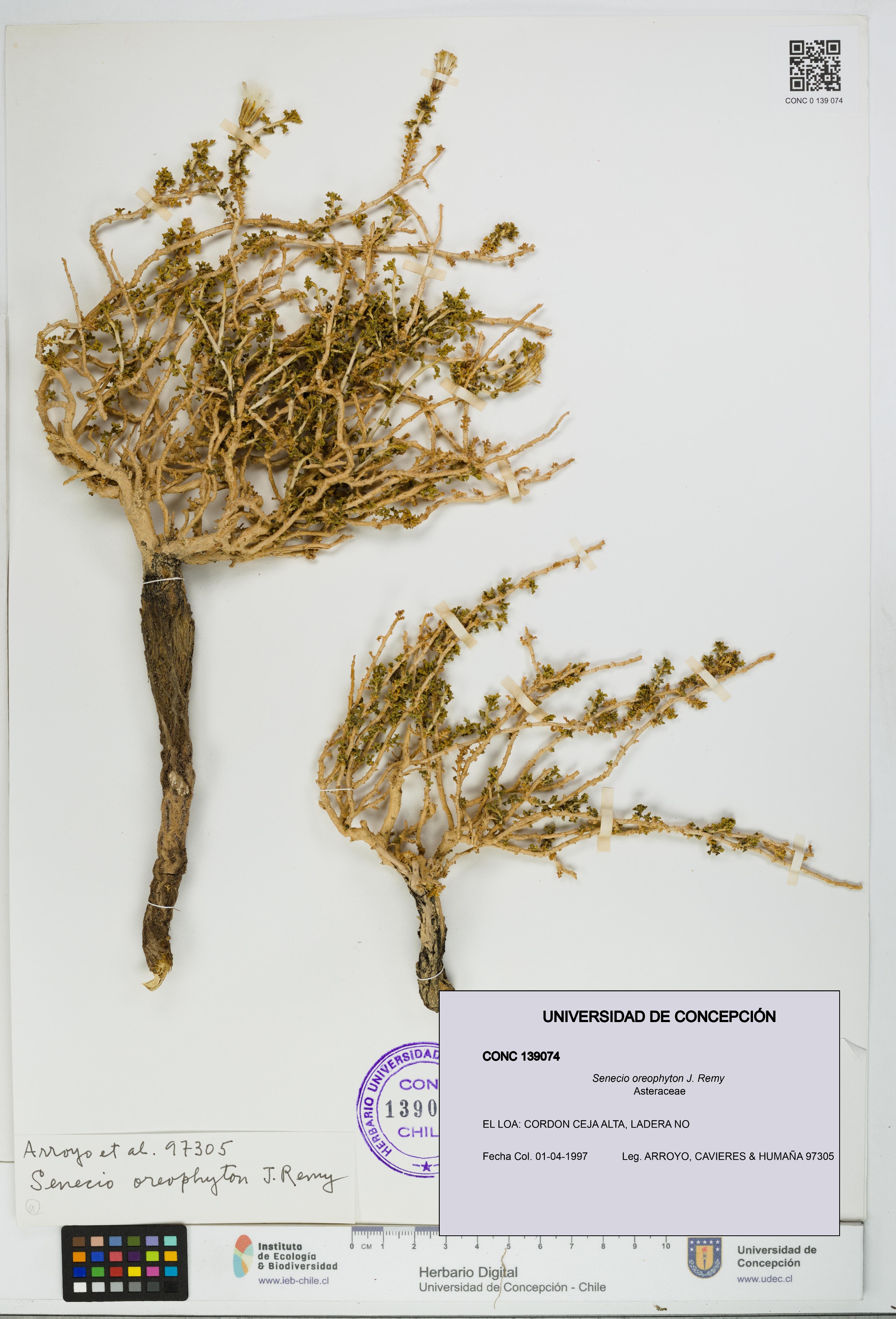 Senecio oreophyton [Espécimen: UDEC:CONC:0139074]