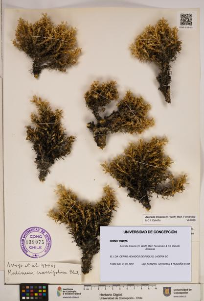 Azorella trisecta [Espécimen: ]