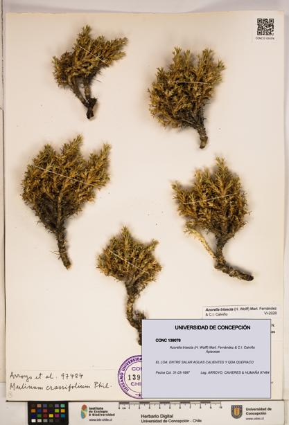Azorella trisecta [Espécimen: ]