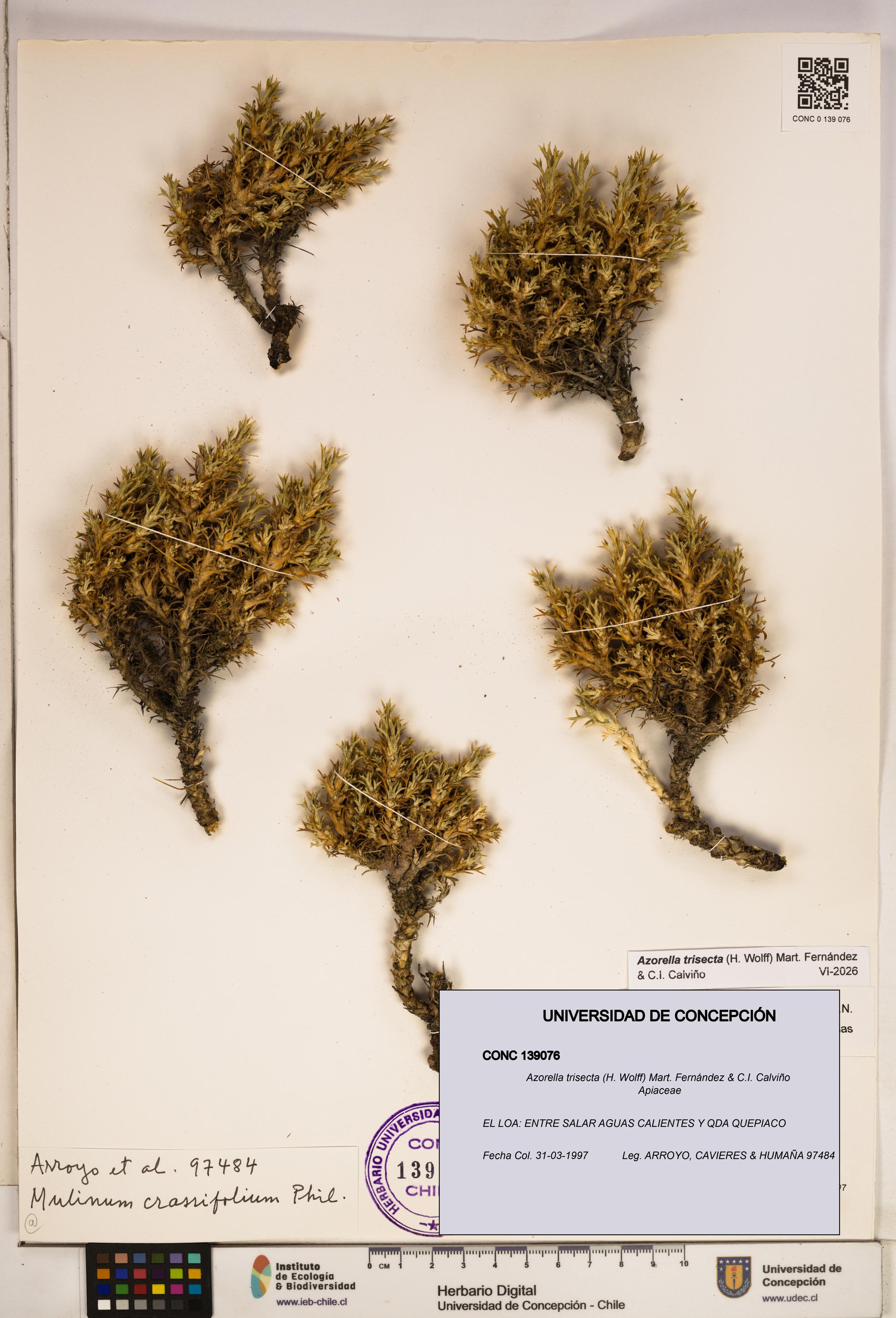 Azorella trisecta [Espécimen: ]