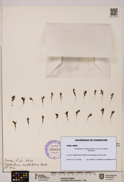 Picradeniopsis multiflora [Espécimen: ]