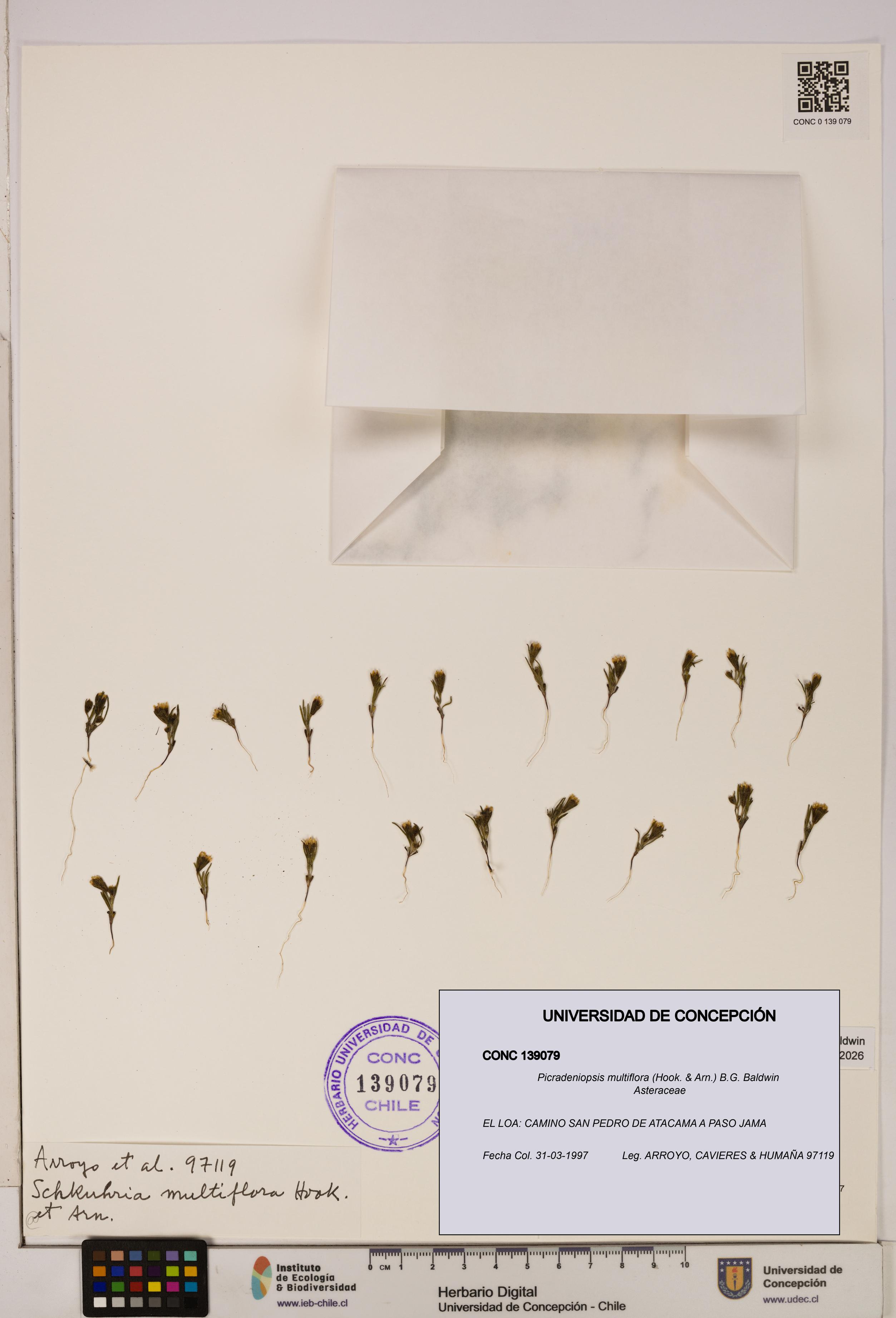 Picradeniopsis multiflora [Espécimen: ]