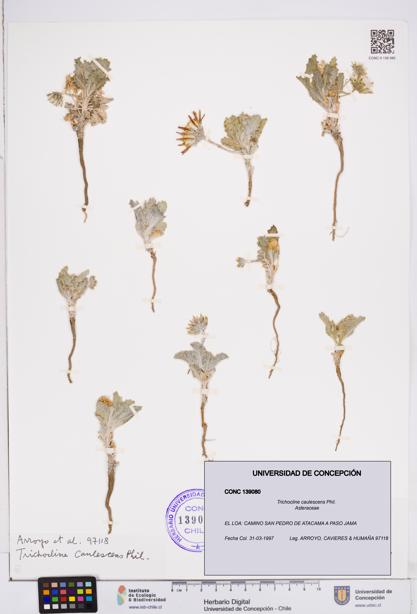 Trichocline caulescens [Espécimen: ]