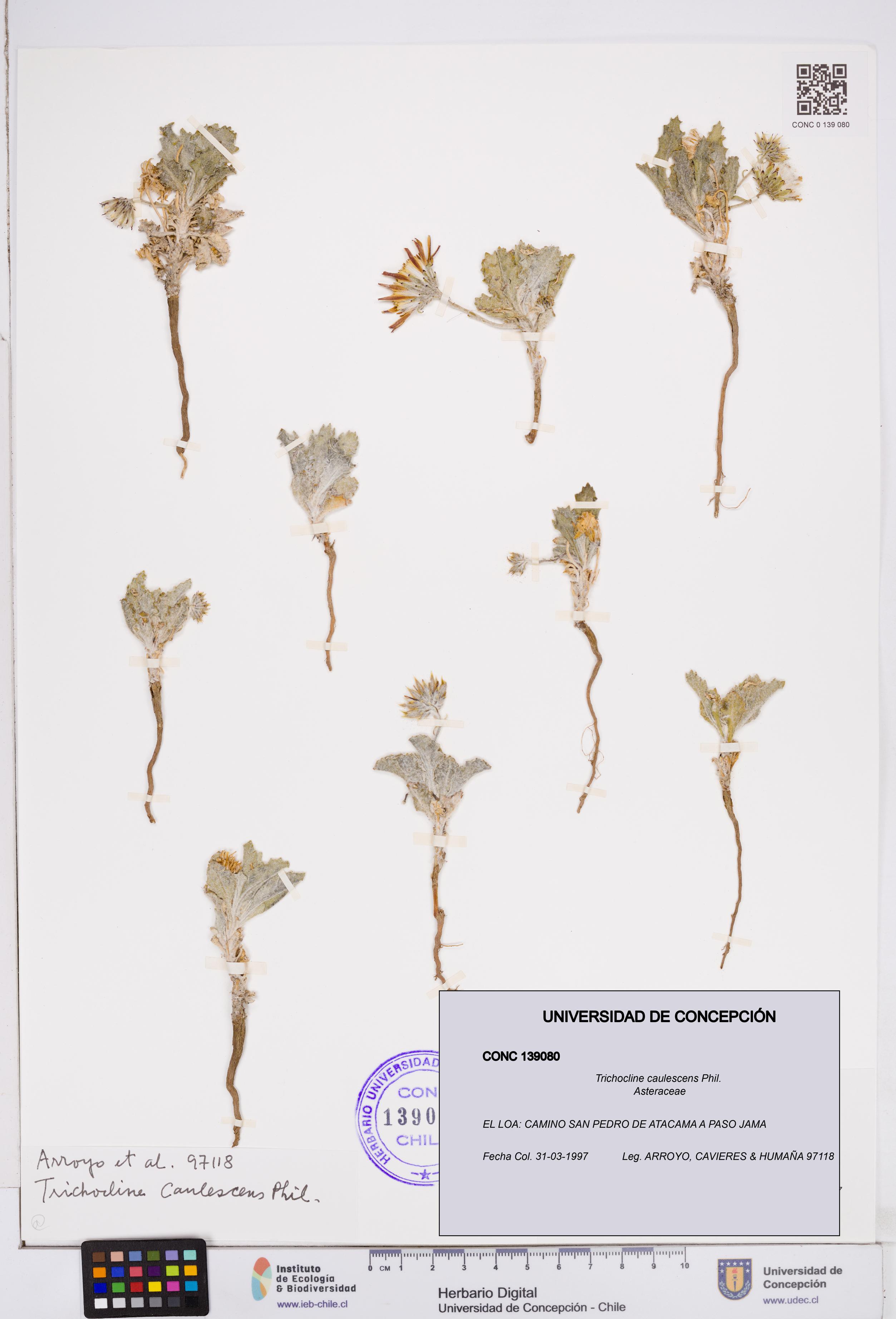 Trichocline caulescens [Espécimen: ]