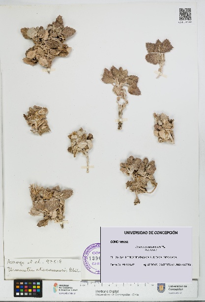Urmenetea atacamensis [Espécimen: UDEC:CONC:0139082]