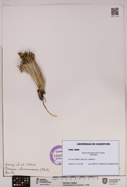 Perezia atacamensis [Espécimen: UDEC:CONC:0139084]