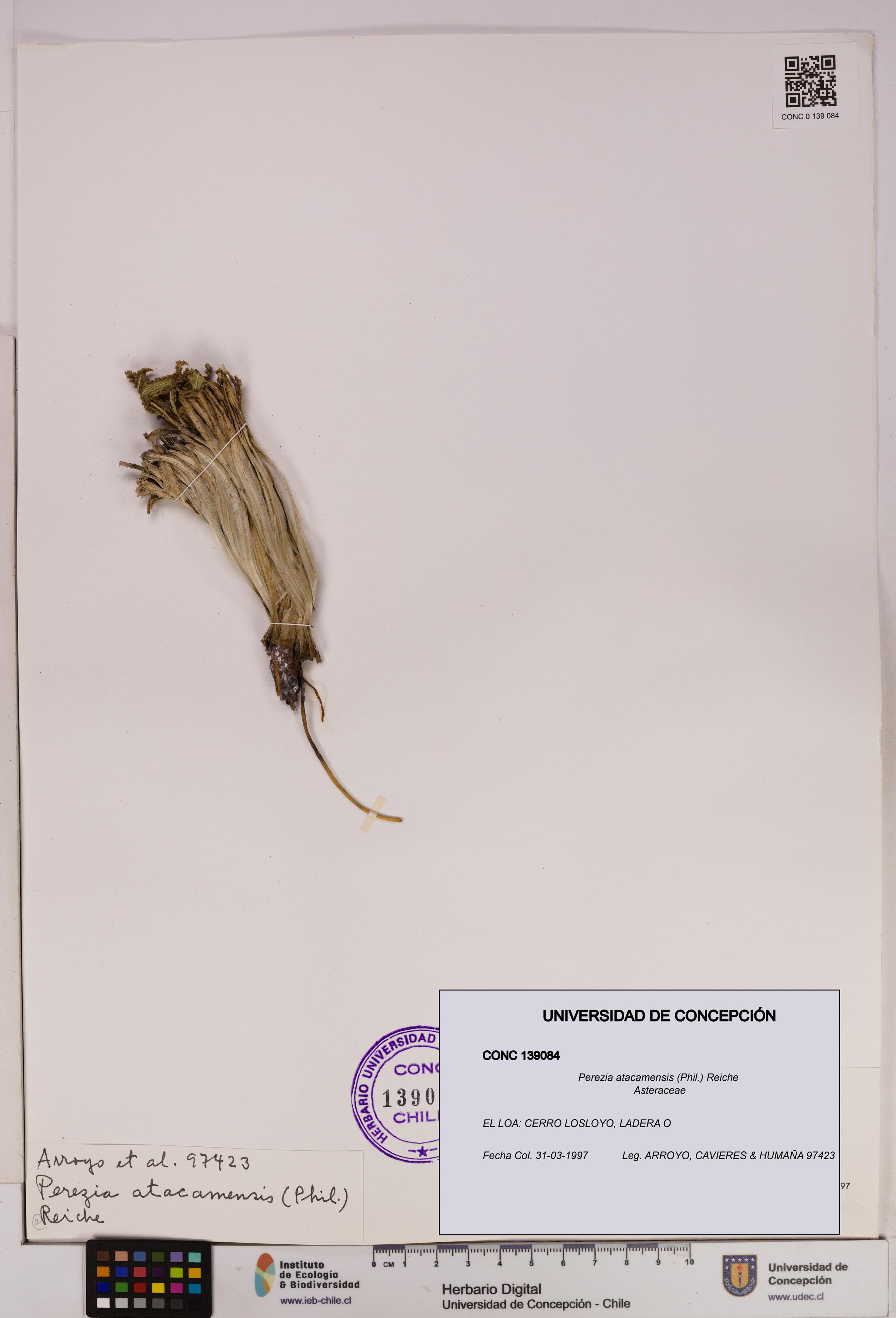 Perezia atacamensis [Espécimen: UDEC:CONC:0139084]
