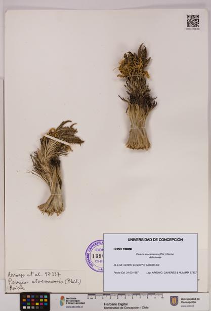 Perezia atacamensis [Espécimen: UDEC:CONC:0139086]
