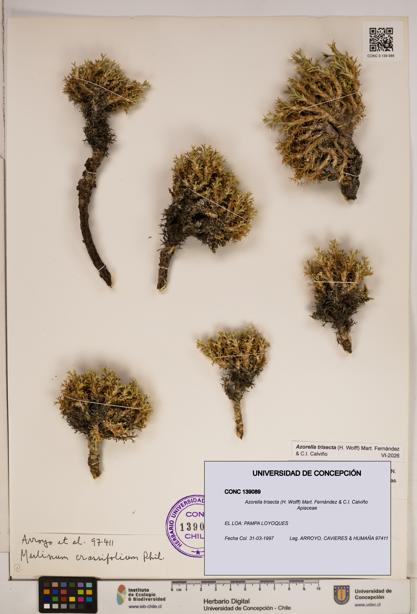 Azorella trisecta [Espécimen: ]