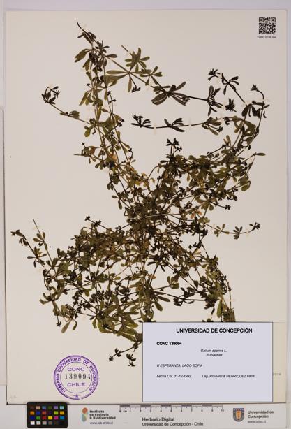 Galium aparine [Espécimen: UDEC:CONC:0139094]