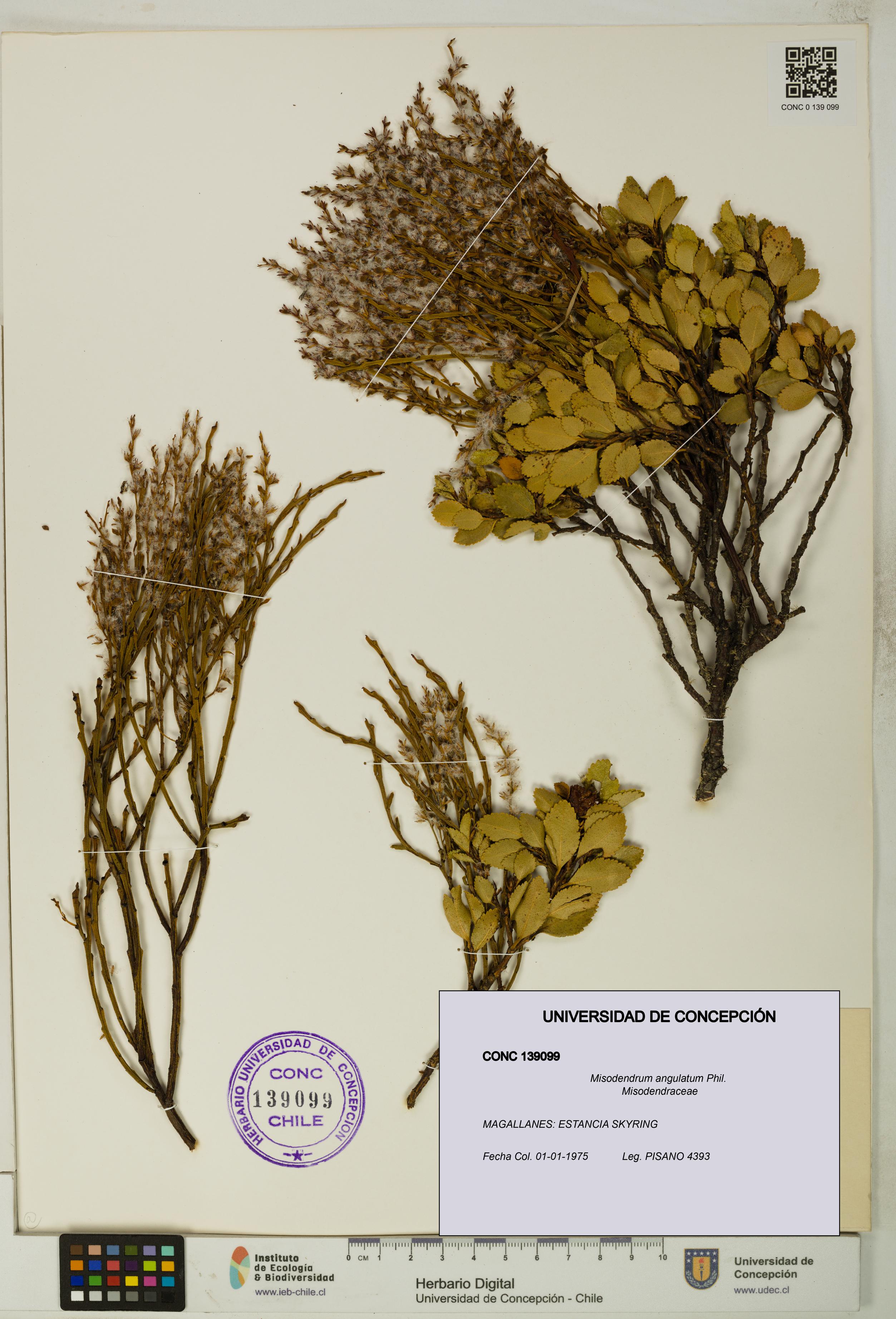 Misodendrum angulatum [Espécimen: UDEC:CONC:0139099]